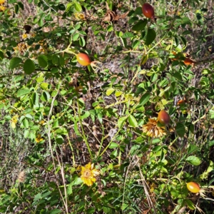 Rosa rubiginosa at Watson, ACT - 16 Feb 2023 09:57 AM