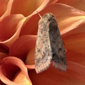 Australothis rubrescens at Paddys River, ACT - 15 Feb 2023 02:54 PM