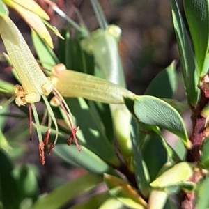 Styphelia triflora at Watson, ACT - 16 Feb 2023