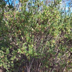 Styphelia triflora at Watson, ACT - 16 Feb 2023