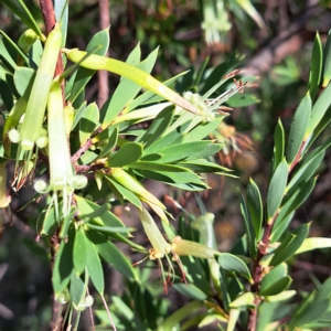 Styphelia triflora at Watson, ACT - 16 Feb 2023