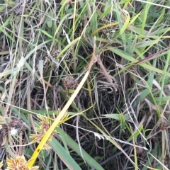 Zygoptera (suborder) at Stromlo, ACT - 16 Feb 2023