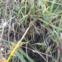 Zygoptera (suborder) at Stromlo, ACT - 16 Feb 2023