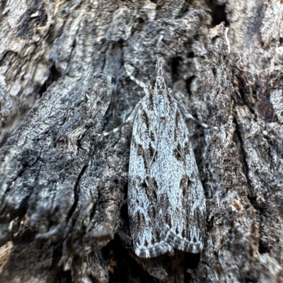 Scoparia favilliferella (A Pyralid moth) at Campbell Park Woodland - 16 Feb 2023 by Pirom