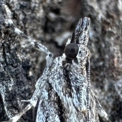 Scoparia favilliferella at Pialligo, ACT - 16 Feb 2023