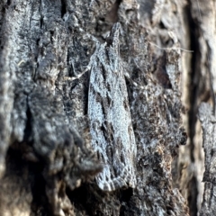 Scoparia favilliferella at Pialligo, ACT - 16 Feb 2023 04:58 PM