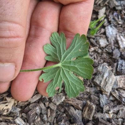 Geranium solanderi var. solanderi (Native Geranium) at Hackett, ACT - 16 Feb 2023 by WalterEgo