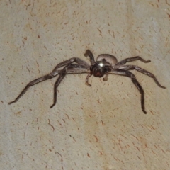 Isopeda canberrana (Canberra Huntsman Spider) at Kambah, ACT - 16 Feb 2023 by HelenCross