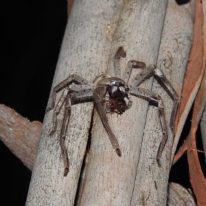 Isopeda canberrana at Lions Youth Haven - Westwood Farm A.C.T. - suppressed