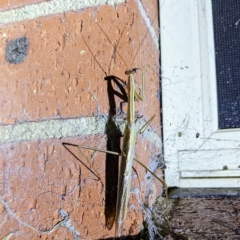 Tenodera australasiae (Purple-winged mantid) at Kambah, ACT - 16 Feb 2023 by HelenCross