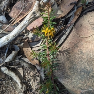 Persoonia chamaepeuce at Cotter River, ACT - 12 Feb 2023 11:43 AM