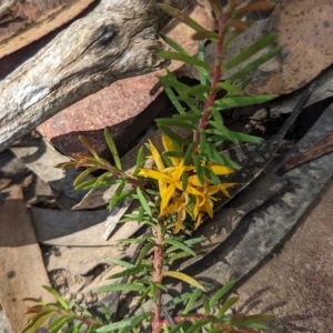 Persoonia chamaepeuce at Cotter River, ACT - 12 Feb 2023 11:43 AM