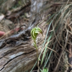 Diplodium aestivum at Cotter River, ACT - 12 Feb 2023