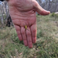 Plebs bradleyi (Enamelled spider) at Paddys River, ACT - 11 Feb 2023 by WalterEgo