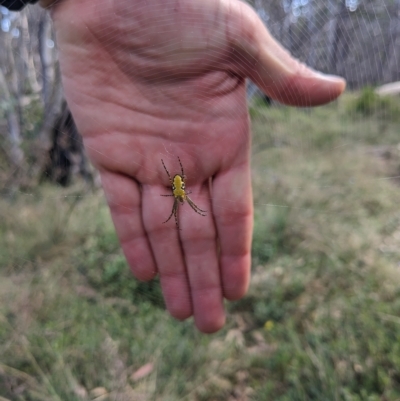 Plebs bradleyi (Enamelled spider) at Tidbinbilla Nature Reserve - 11 Feb 2023 by WalterEgo