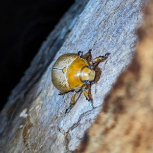 Anoplognathus porosus at Lions Youth Haven - Westwood Farm A.C.T. - 16 Feb 2023