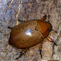 Anoplognathus porosus at Lions Youth Haven - Westwood Farm A.C.T. - 16 Feb 2023