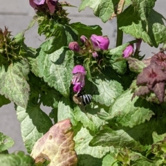 Amegilla sp. (genus) (Blue Banded Bee) at Sydney, NSW - 16 Feb 2023 by PaperbarkNativeBees