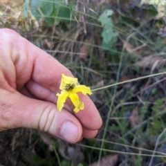 Goodenia paradoxa (Spur Goodenia) at Cotter River, ACT - 12 Feb 2023 by WalterEgo