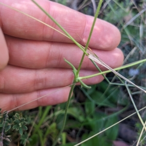 Velleia paradoxa at Cotter River, ACT - 12 Feb 2023