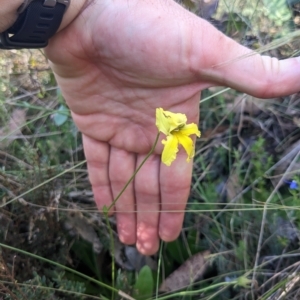 Goodenia paradoxa at Cotter River, ACT - 12 Feb 2023 09:29 AM