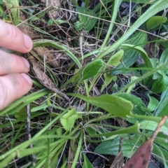 Velleia paradoxa at Cotter River, ACT - 12 Feb 2023