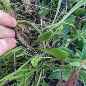 Velleia paradoxa at Cotter River, ACT - 12 Feb 2023