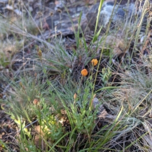 Hypericum gramineum at Cotter River, ACT - 12 Feb 2023