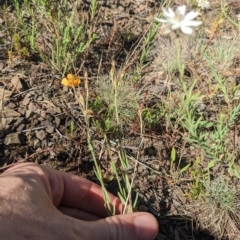 Hypericum gramineum at Cotter River, ACT - 12 Feb 2023