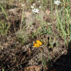 Hypericum gramineum at Cotter River, ACT - 12 Feb 2023