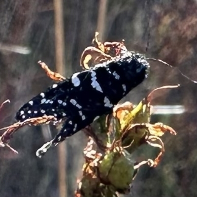 Psychanisa baliodes (A Case moth) at Pialligo, ACT - 16 Feb 2023 by Pirom