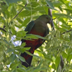 Alisterus scapularis (Australian King-Parrot) at Higgins, ACT - 16 Feb 2023 by MichaelWenke