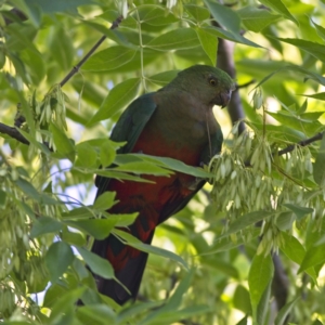 Alisterus scapularis at Higgins, ACT - 16 Feb 2023