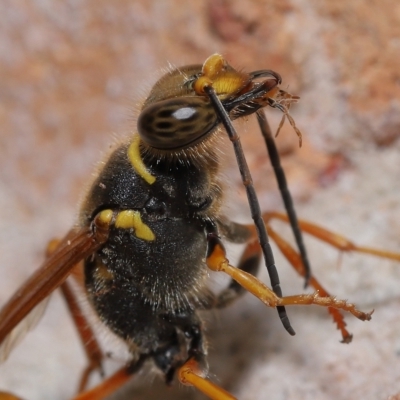 Sceliphron formosum (Formosum mud-dauber) at Wellington Point, QLD - 12 Feb 2023 by TimL