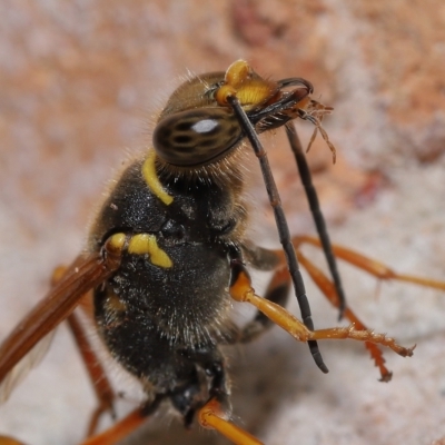 Unidentified Sand or digger wasp (Crabronidae & Sphecidae) at Wellington Point, QLD - 11 Feb 2023 by TimL