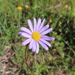 Calotis scabiosifolia var. integrifolia (Rough Burr-daisy) at Paddys River, ACT - 16 Feb 2023 by MatthewFrawley