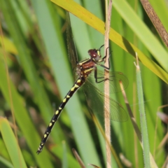 Synthemis eustalacta (Swamp Tigertail) at Paddys River, ACT - 16 Feb 2023 by MatthewFrawley