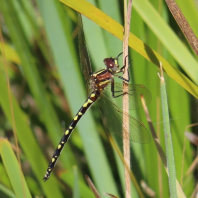 Synthemis eustalacta (Swamp Tigertail) at Paddys River, ACT - 16 Feb 2023 by MatthewFrawley