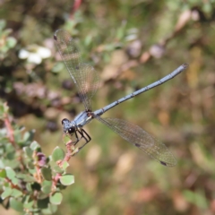 Griseargiolestes intermedius (Alpine Flatwing) at Paddys River, ACT - 16 Feb 2023 by MatthewFrawley