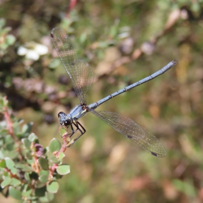 Griseargiolestes intermedius (Alpine Flatwing) at Paddys River, ACT - 15 Feb 2023 by MatthewFrawley