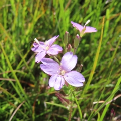 Epilobium billardiereanum subsp. hydrophilum at Paddys River, ACT - 16 Feb 2023 by MatthewFrawley