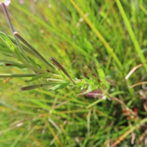 Epilobium billardiereanum subsp. hydrophilum at Paddys River, ACT - 16 Feb 2023