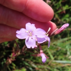 Epilobium billardiereanum subsp. hydrophilum at Paddys River, ACT - 16 Feb 2023