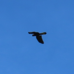 Zanda funerea (Yellow-tailed Black-Cockatoo) at Paddys River, ACT - 16 Feb 2023 by MatthewFrawley