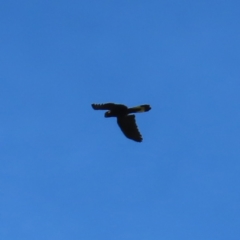 Zanda funerea (Yellow-tailed Black-Cockatoo) at Paddys River, ACT - 15 Feb 2023 by MatthewFrawley