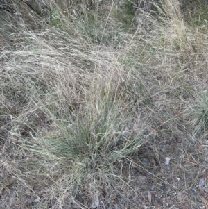 Eragrostis curvula at Aranda, ACT - 16 Feb 2023 06:05 PM