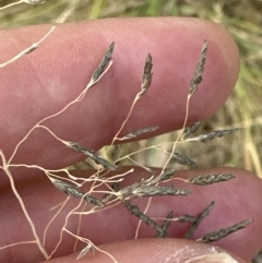 Eragrostis curvula at Aranda, ACT - 16 Feb 2023 06:05 PM