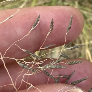 Eragrostis curvula at Aranda, ACT - 16 Feb 2023 06:05 PM