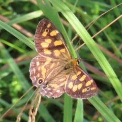 Oreixenica kershawi (Striped Xenica) at Paddys River, ACT - 16 Feb 2023 by MatthewFrawley