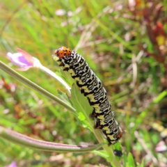 Phalaenoides tristifica (Willow-herb Day-moth) at Paddys River, ACT - 16 Feb 2023 by MatthewFrawley